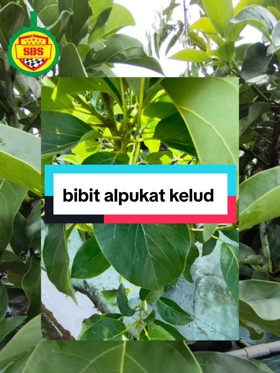 @Produksi Buah_SBS