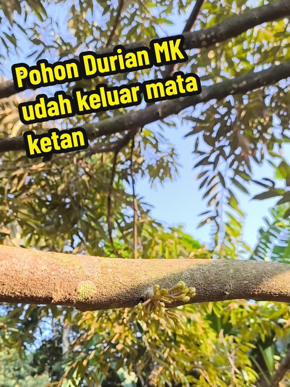 @Alas Durian Jepara