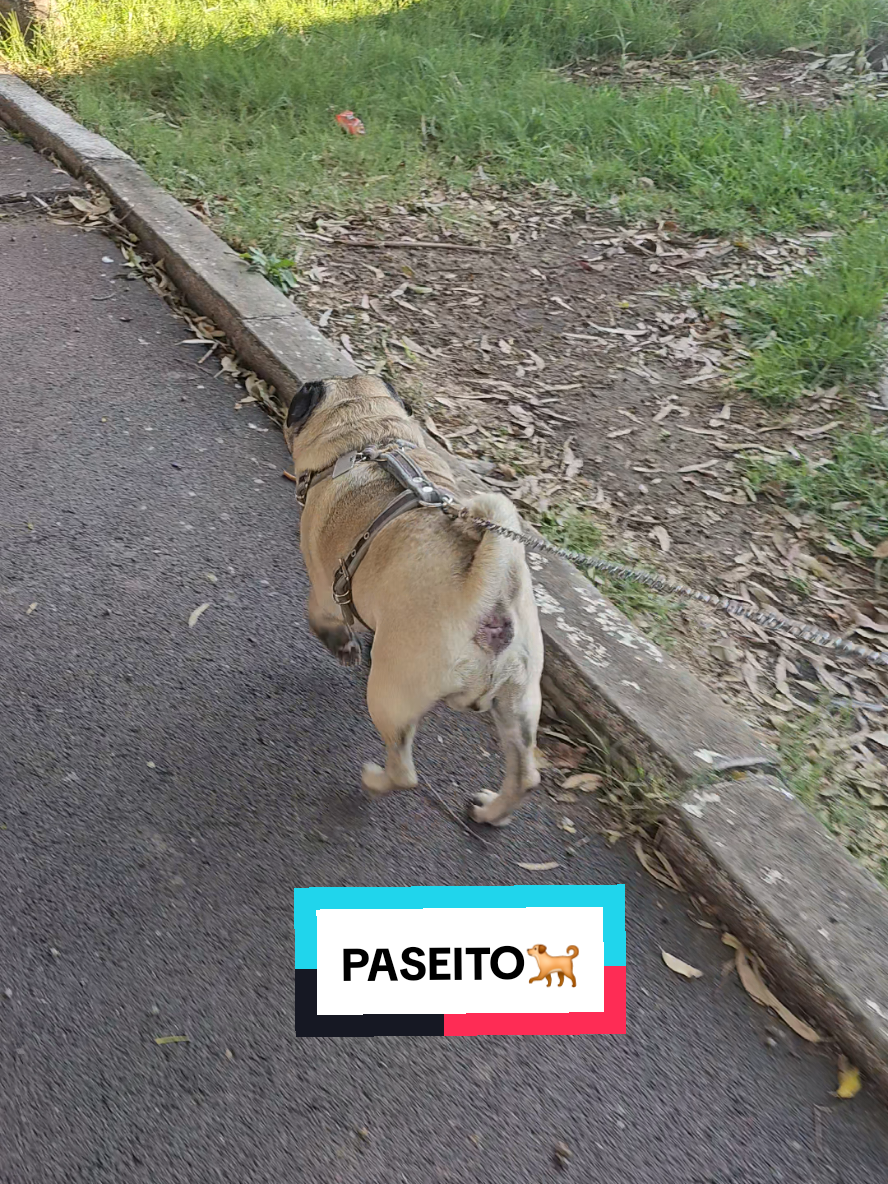 @CHICHARO🐶🐾