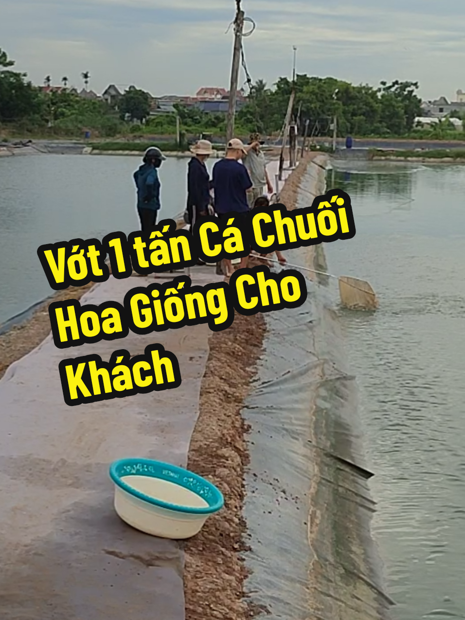 @Cá Chuối Hoa