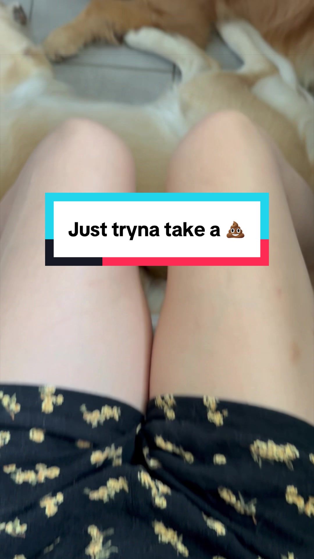 @3goldenretriever