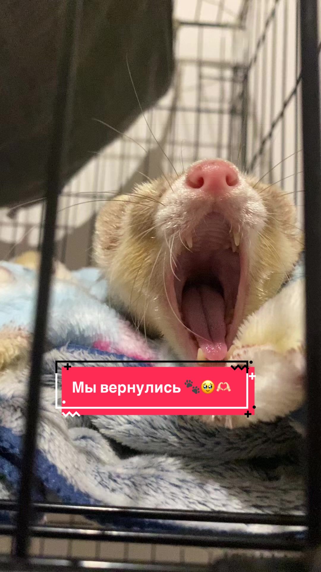 @F_u_r_e_t🐾✨🤍