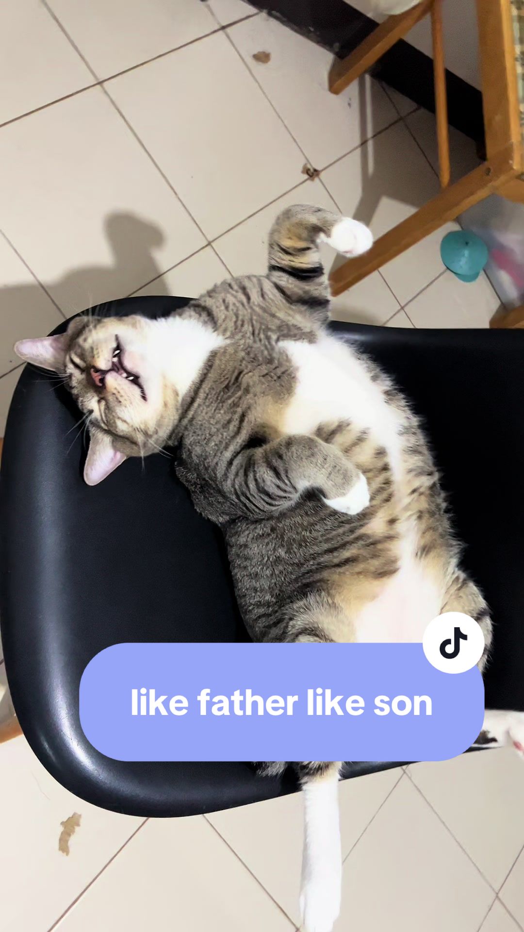 @17meows