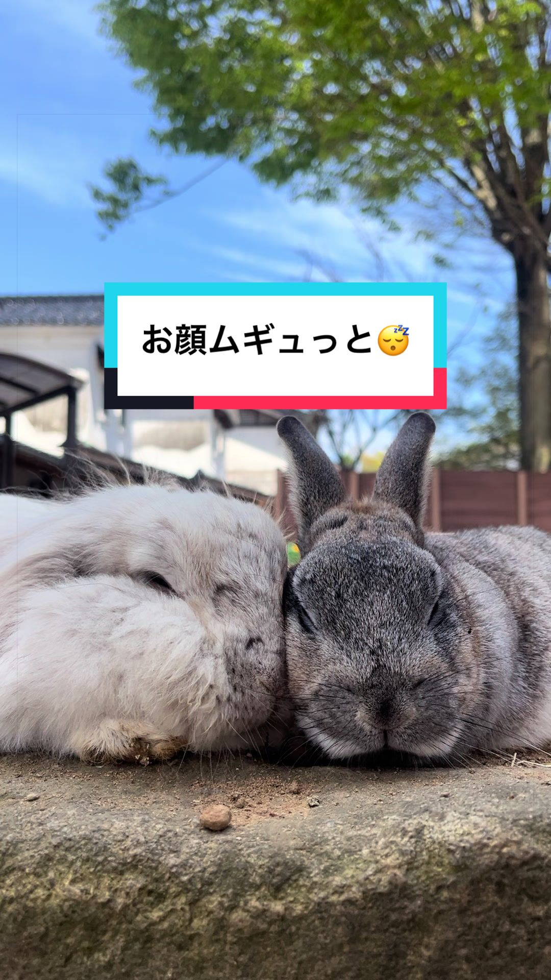 @【公式】月うさぎの里