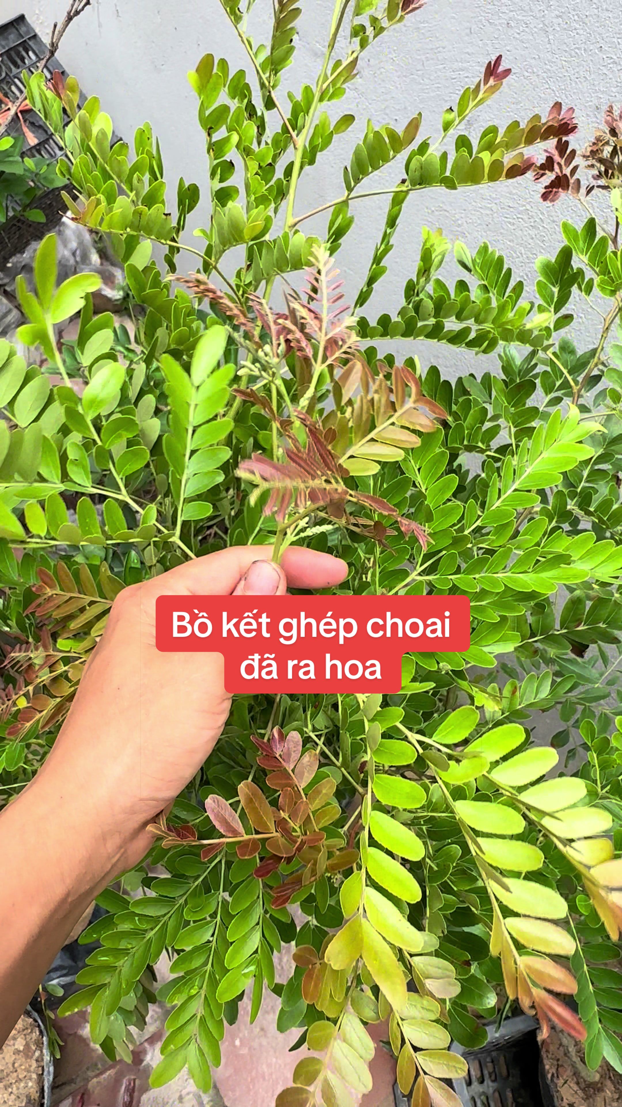 @Nh&agrave; Vườn Vũ Mai