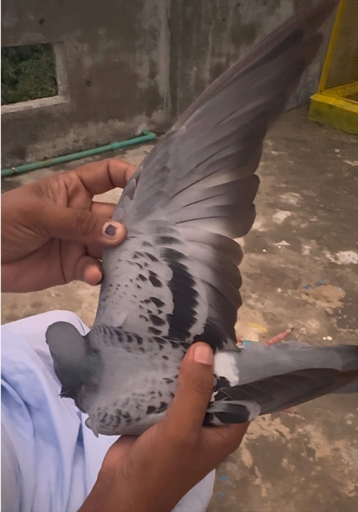 @Aero Pigeons Club