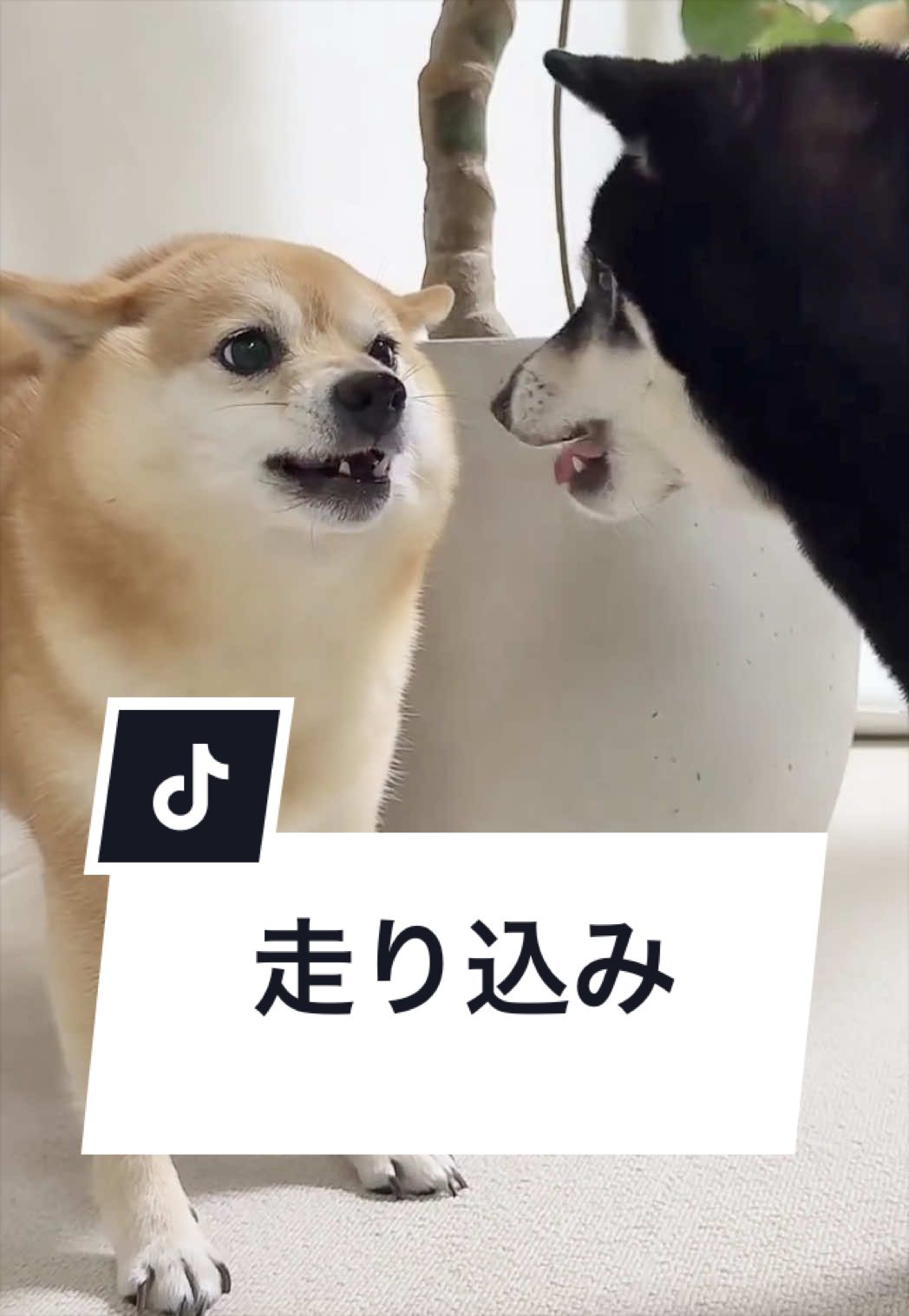@豆柴あさのん🐻🦊