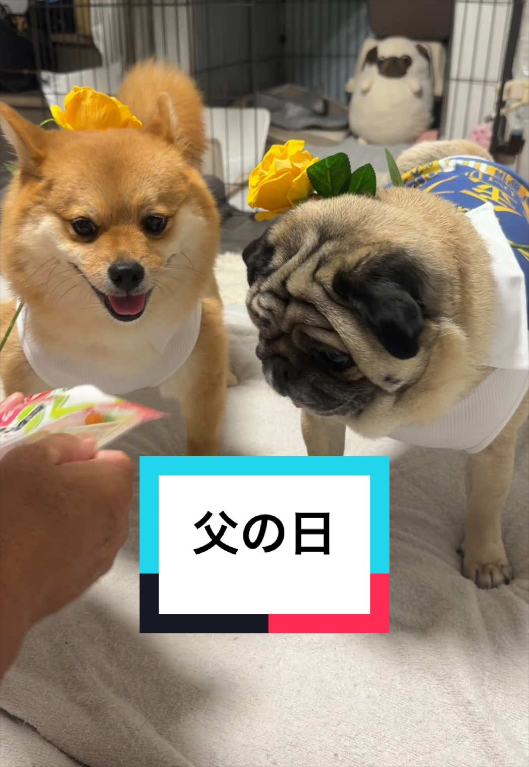 @🐶とん&ぺっぺこぺー🦊