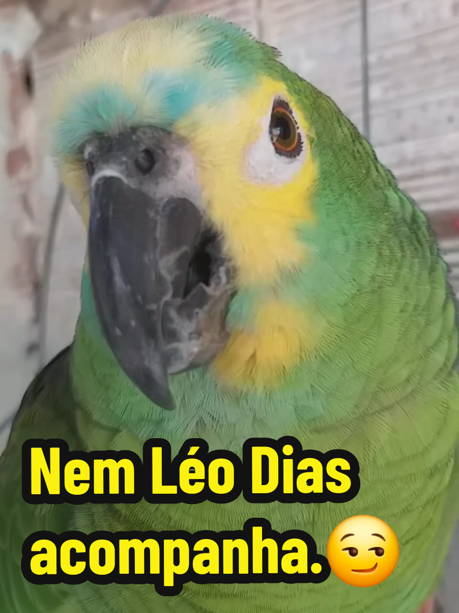 @Papagaio Chico🌽🦜