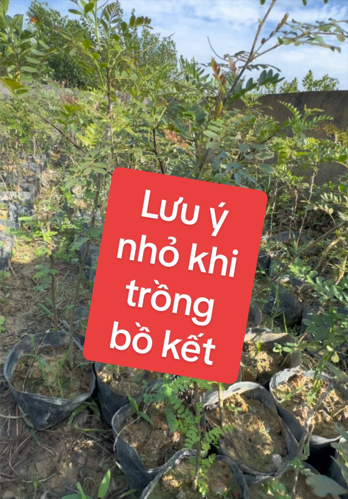 @Nhà Vườn Vũ Mai