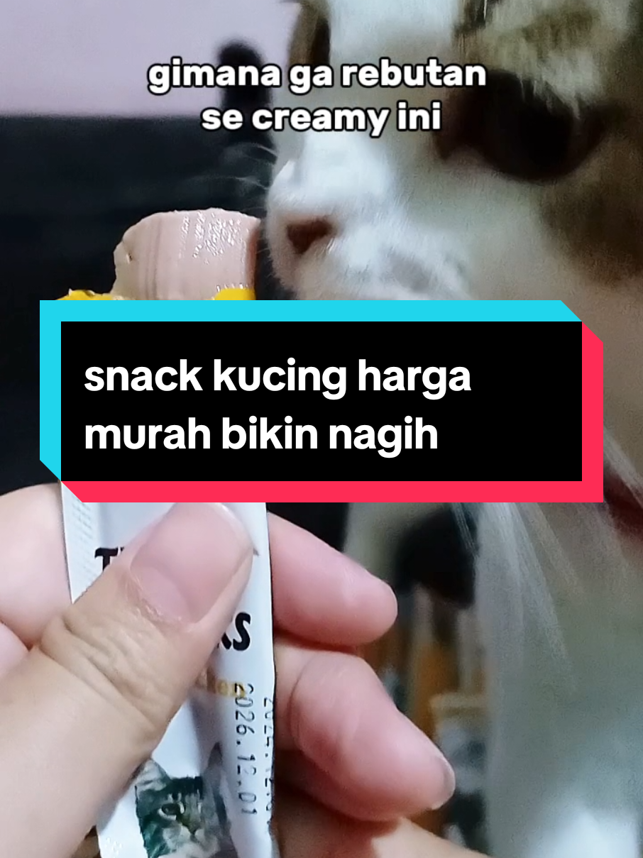 @dunia kucing