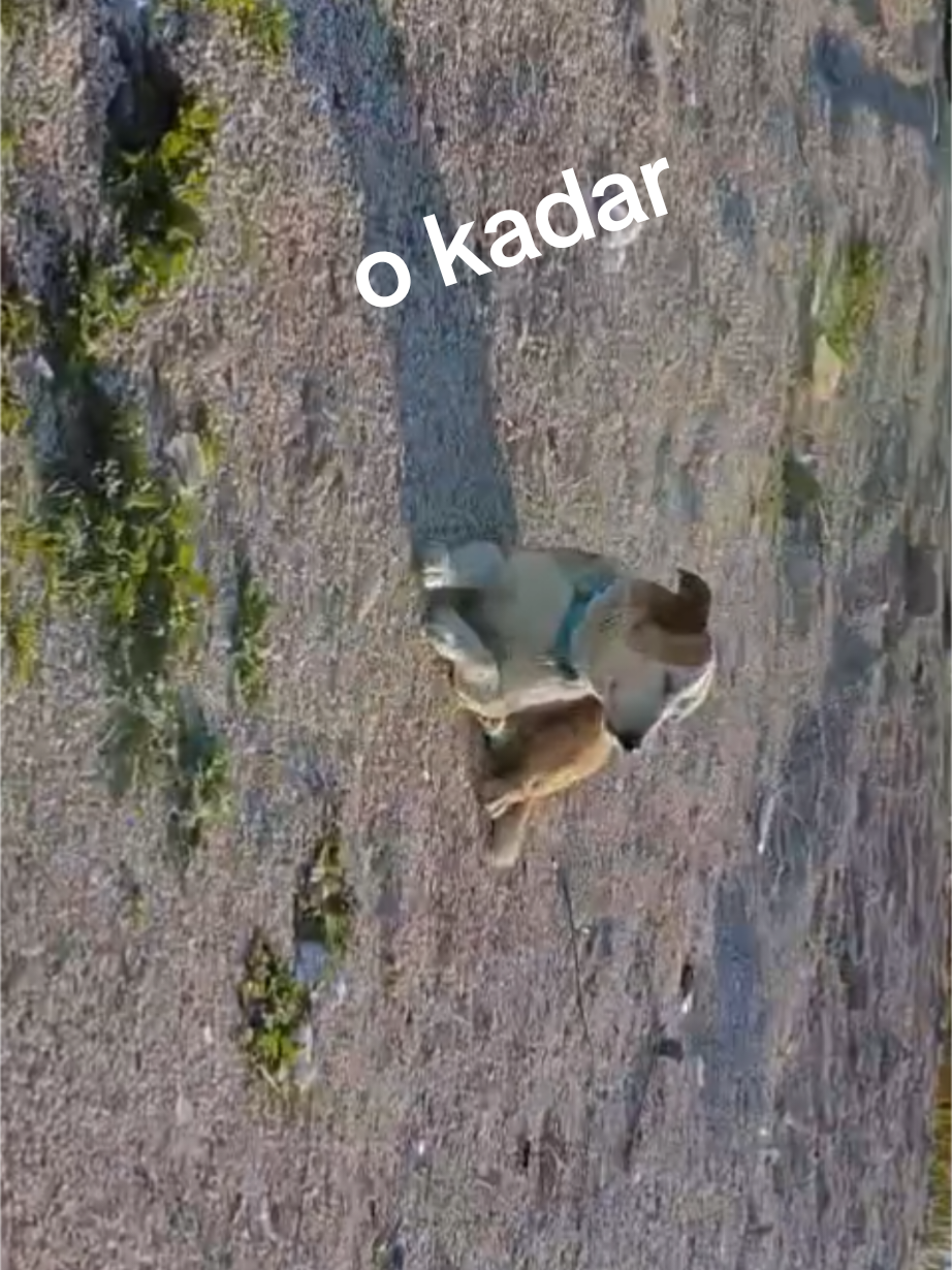 @Tülin Kolcubaşı
