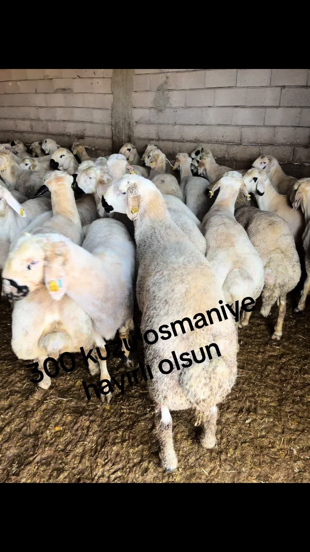 @Mert döleker
