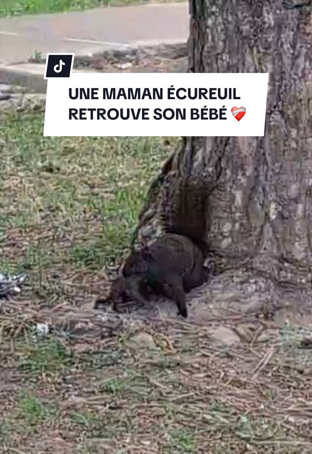 @Montreal SPCA
