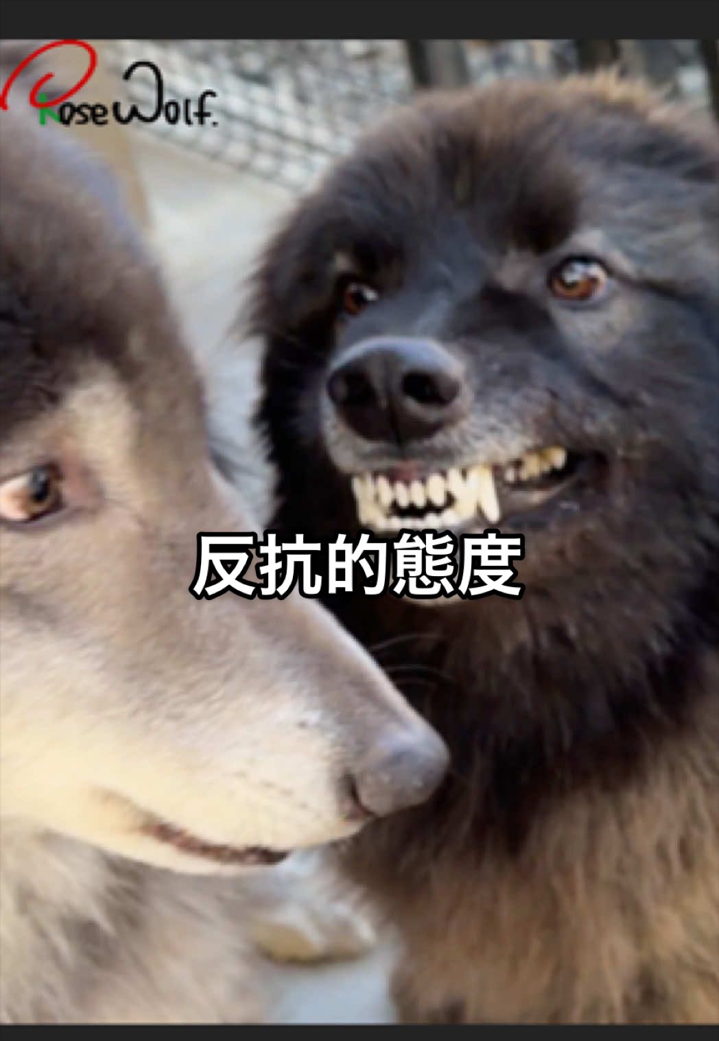 @ローズウルフ/ウルフドッグ犬舎