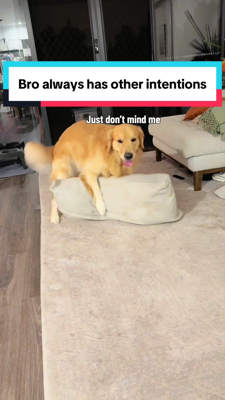 @3goldenretriever