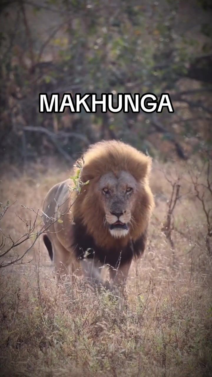 @𝓝 𝓪 𝓲 【Lion Expert】