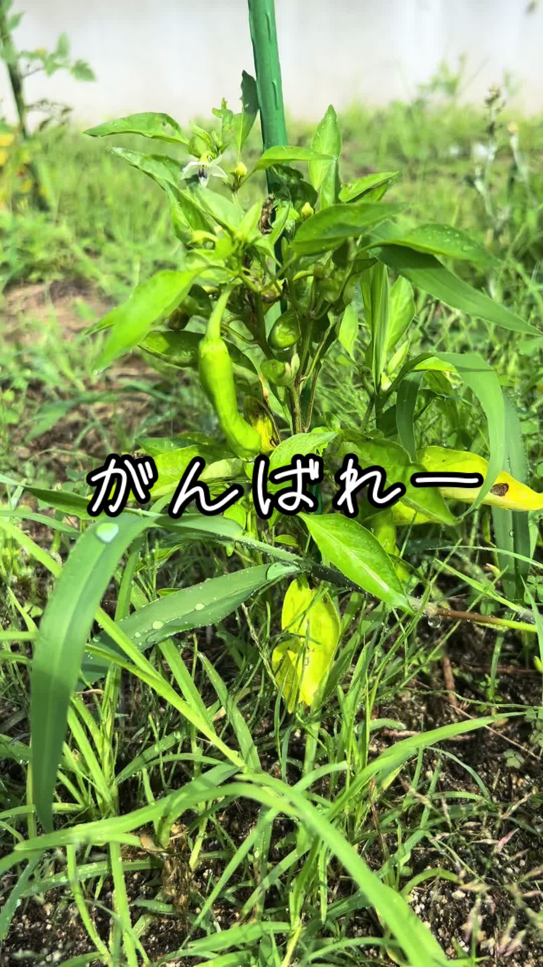 @ファンタジーおじさん