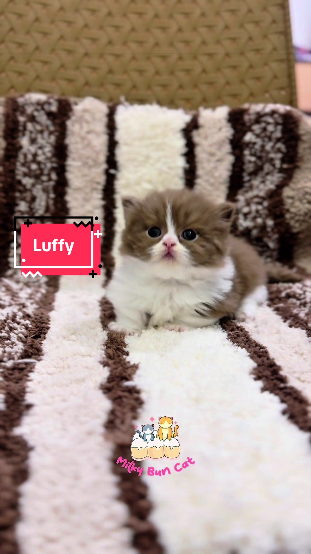 @milky bun cat