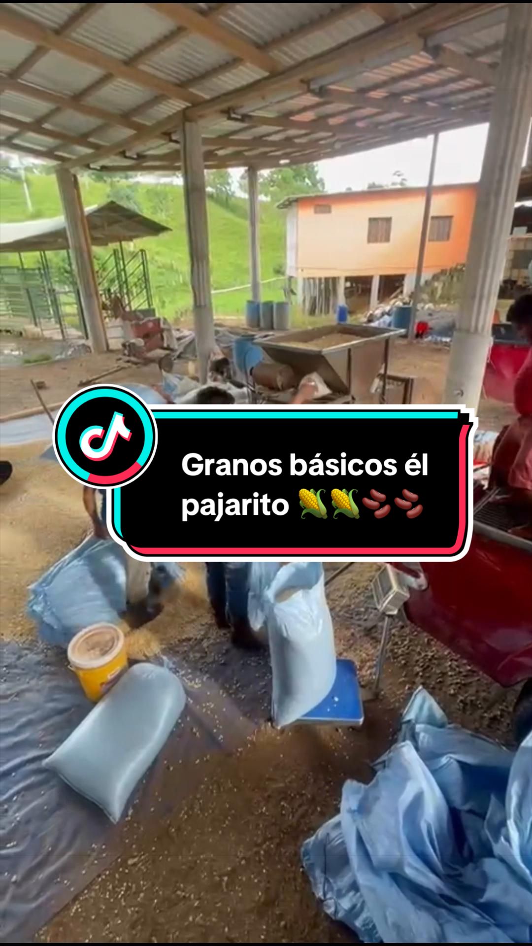 @Granos básicos él pajarito 🌽