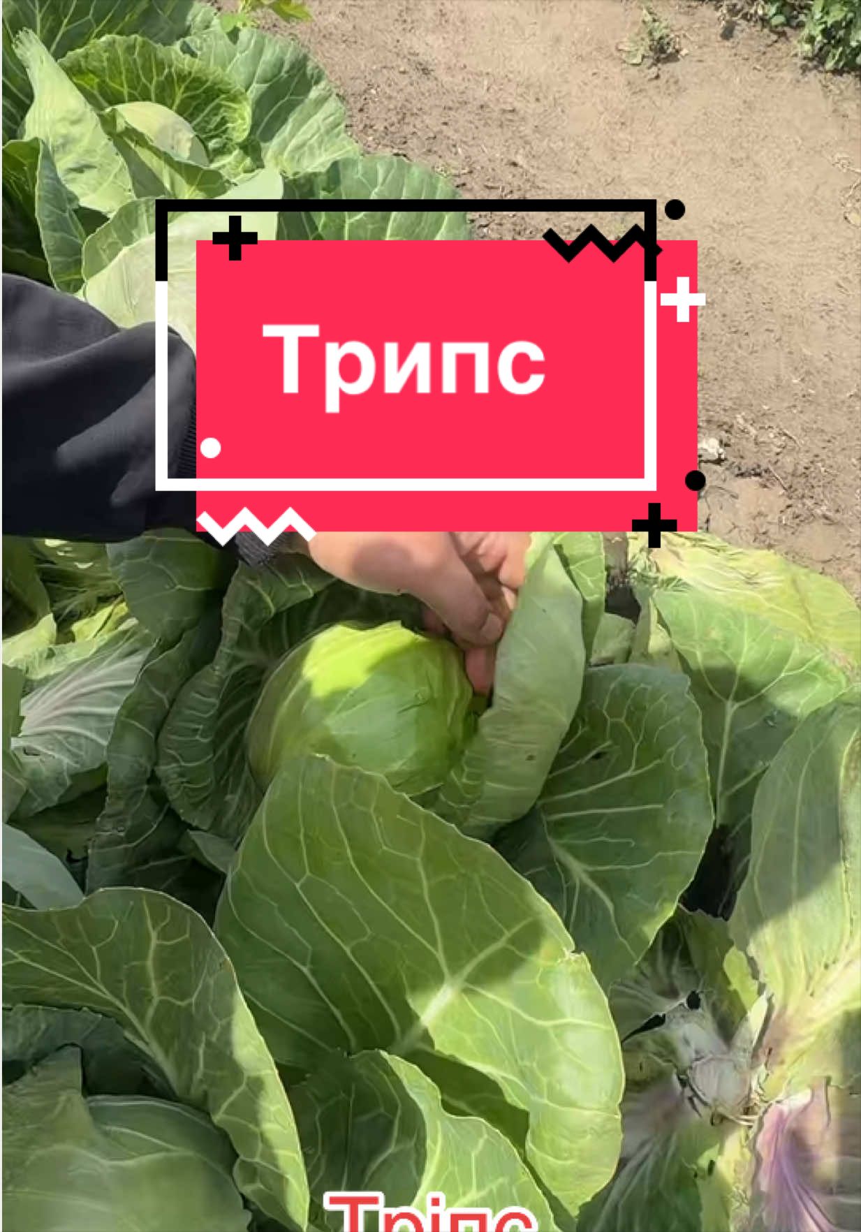 @Золотий Гектар|Насіння,Добрива