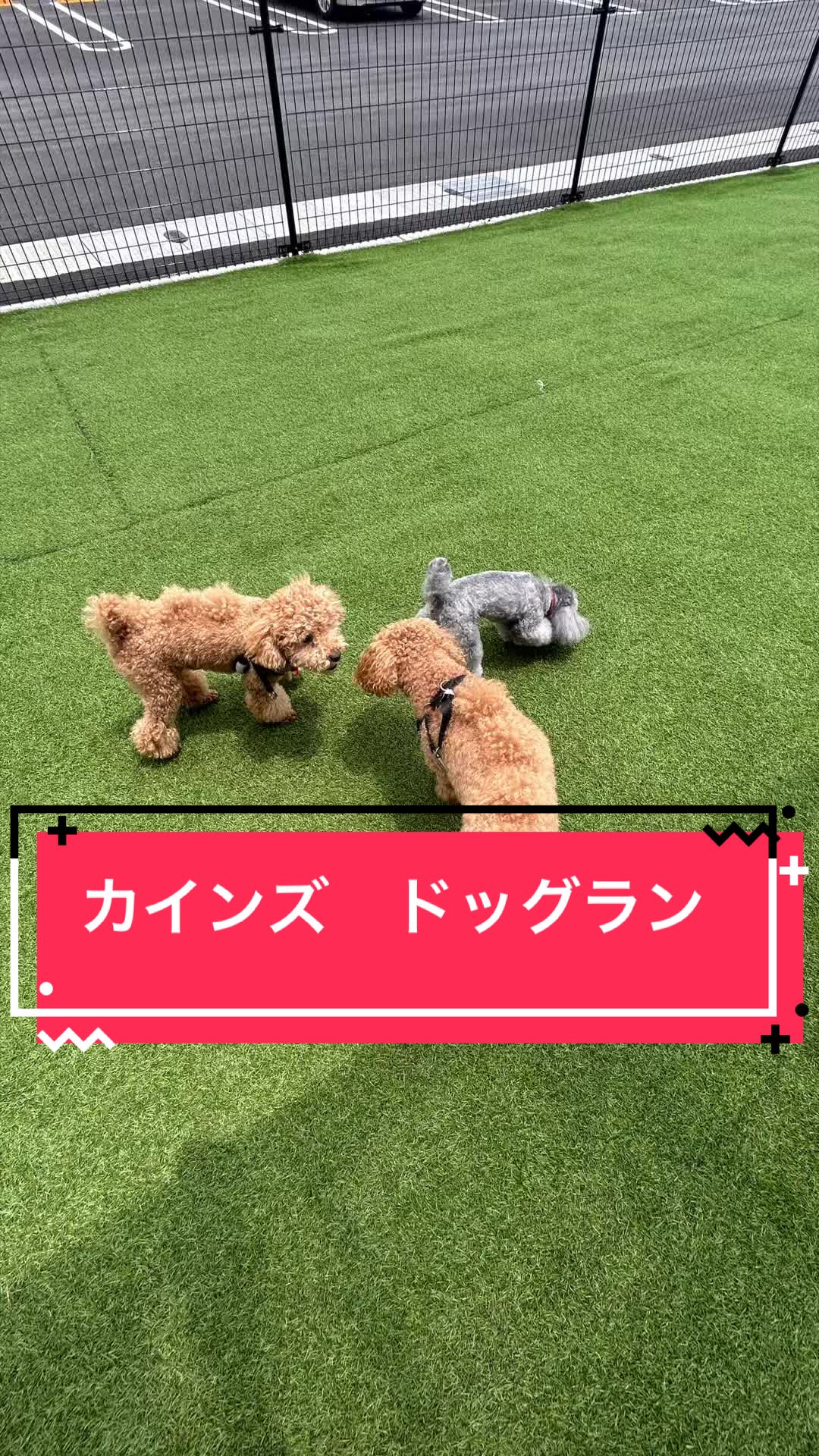 @カンキツ