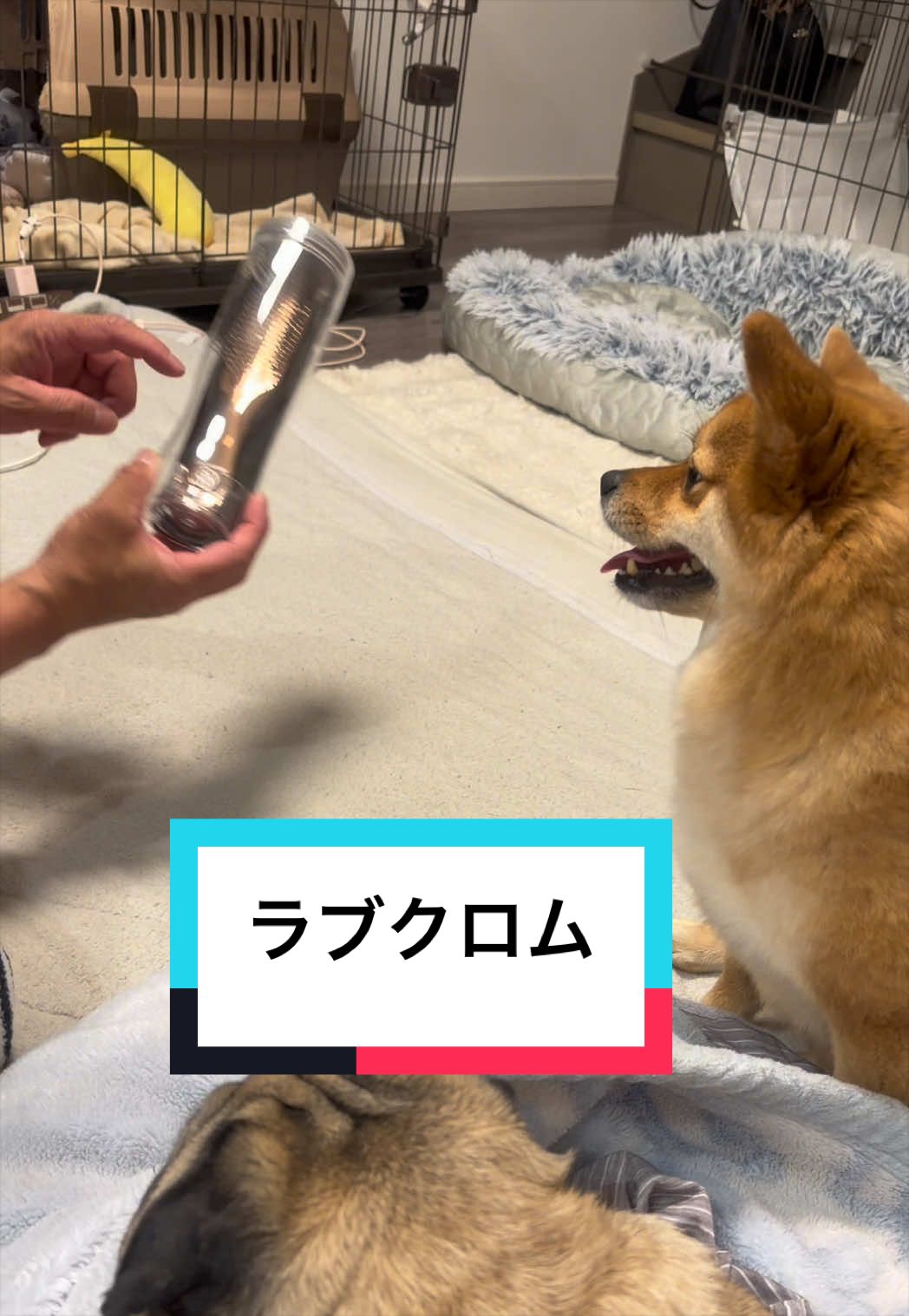 @🐶とん&ぺっぺこぺー🦊