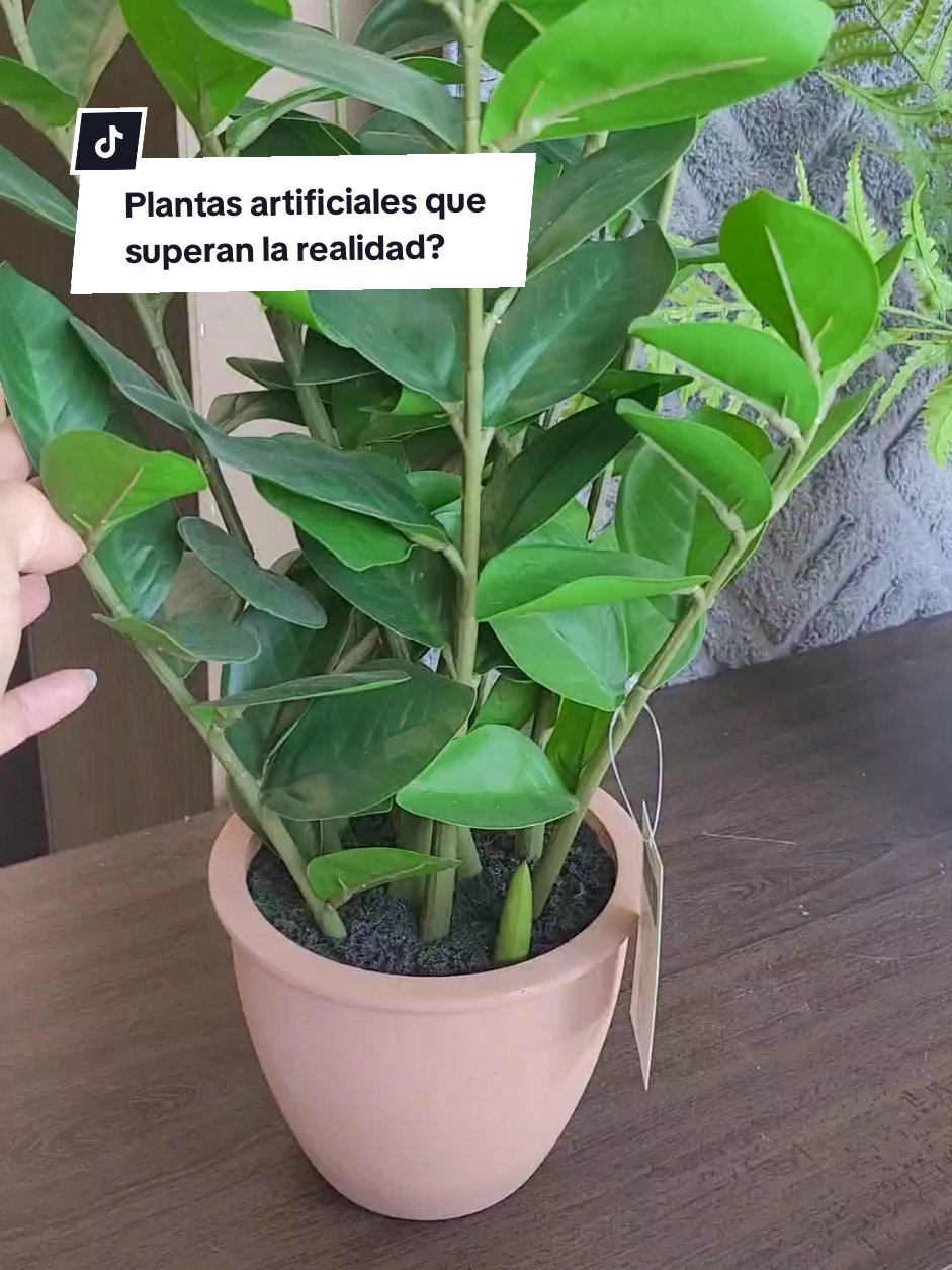 @Plantología🌿