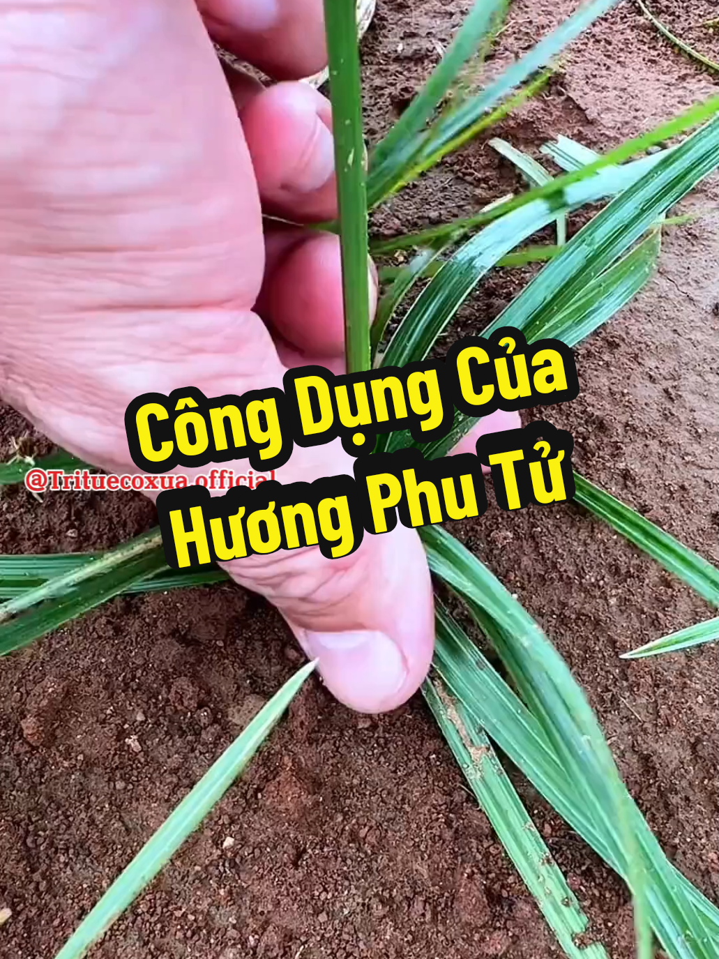 @TRÍ TUỆ CỔ XƯA OFFICIAL