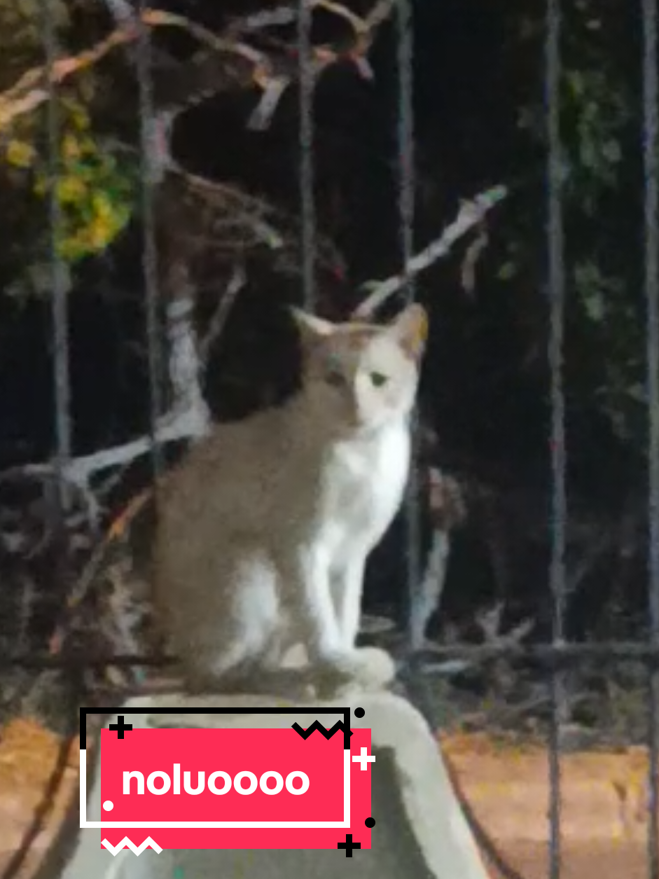 @Karam🐈⬛