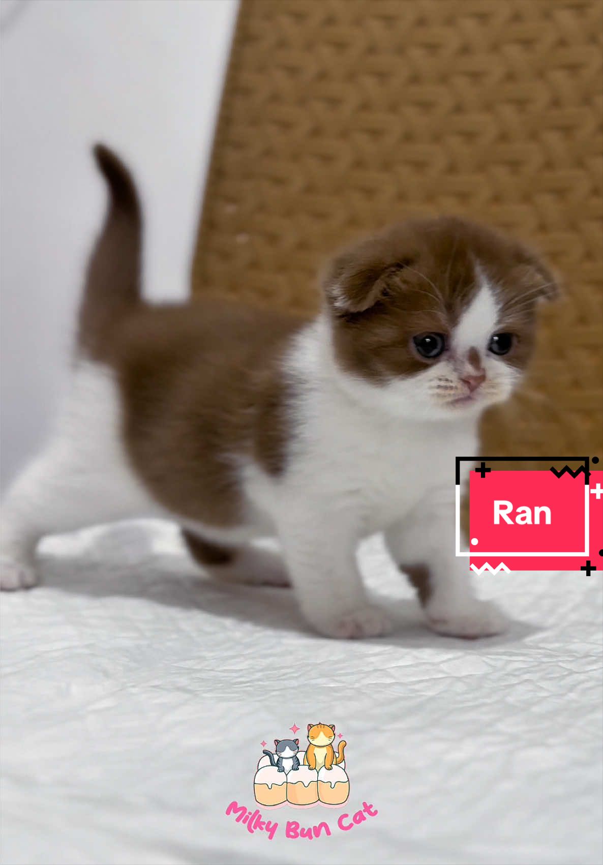 @milky bun cat