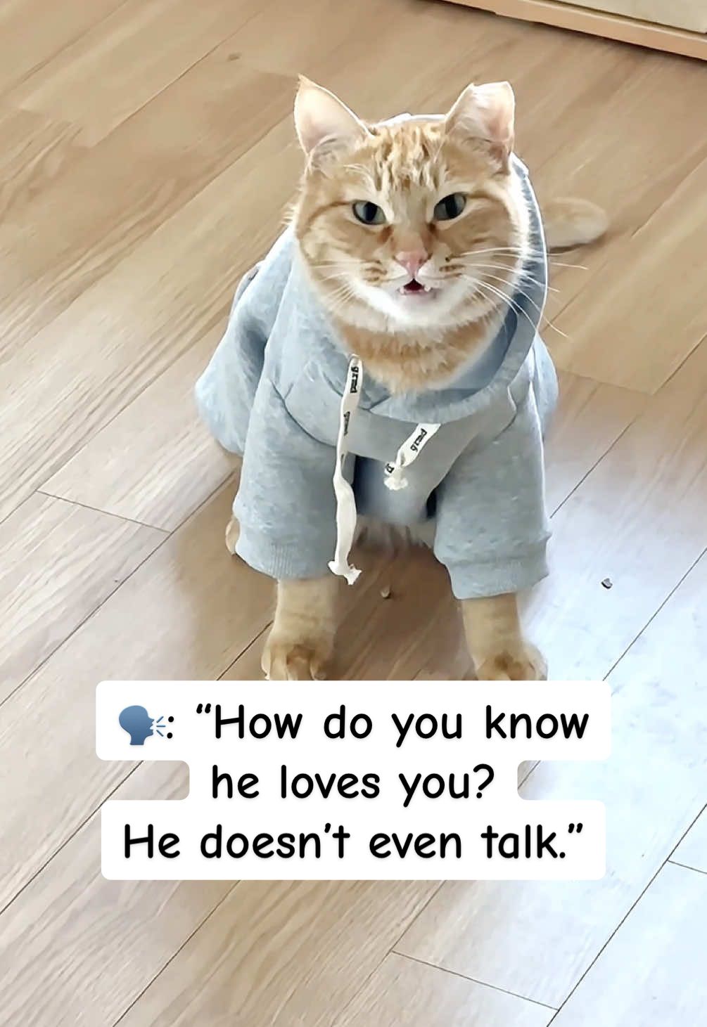 @MyStrayCheese