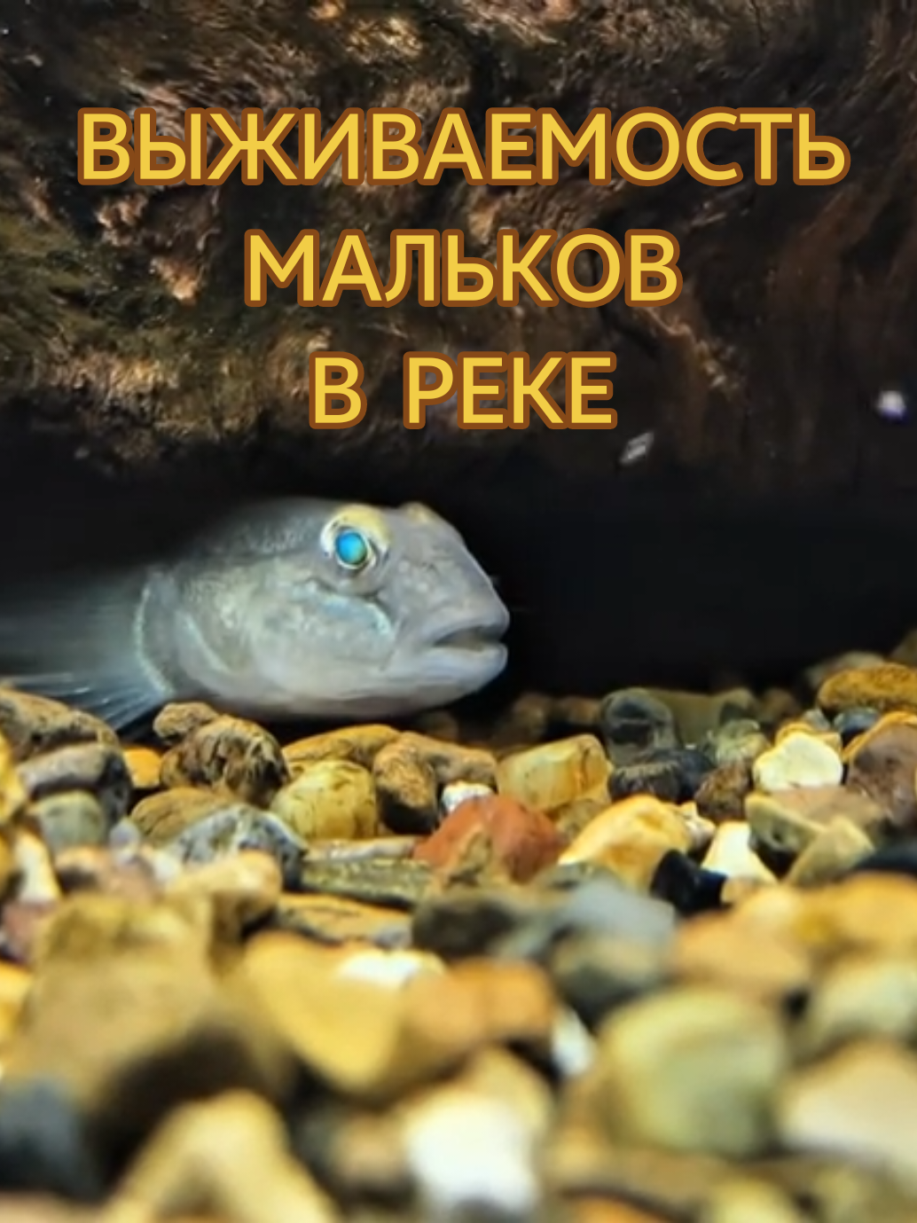@Судак в Аквариуме