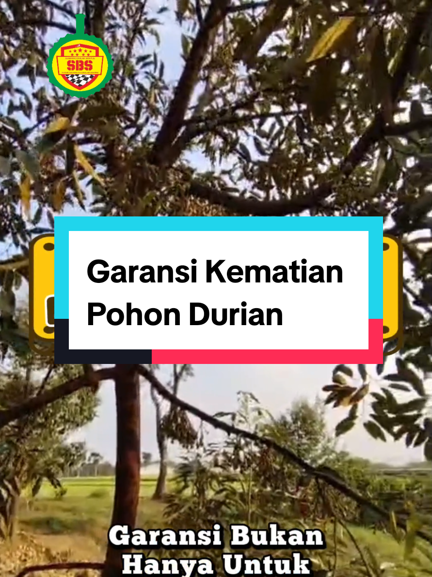 @Produksi Buah_SBS