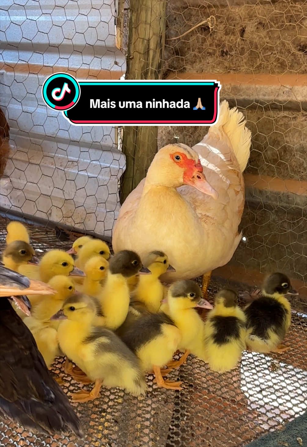 @Antonia Sousa