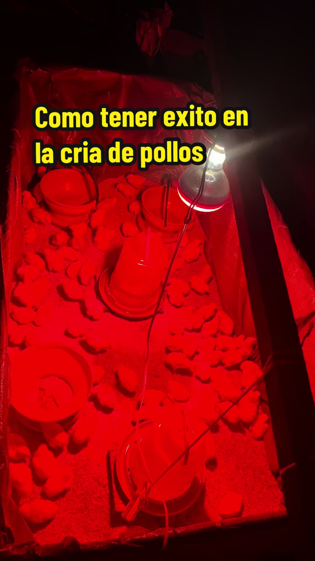 @elmagnatedelospollos