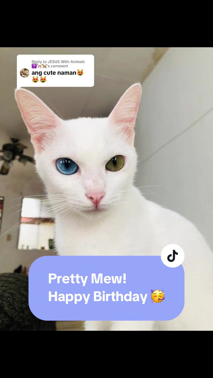 @17meows