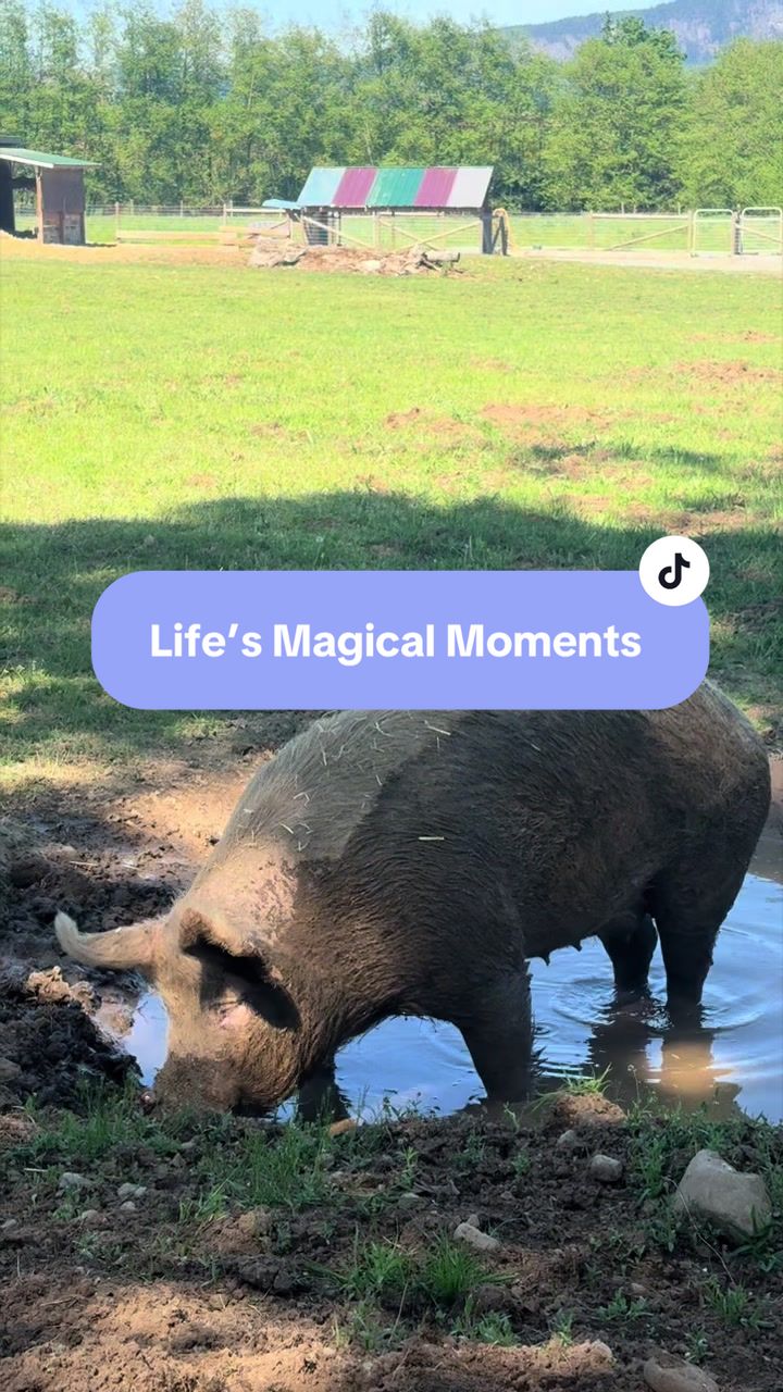 @Home for Hooves 🐽
