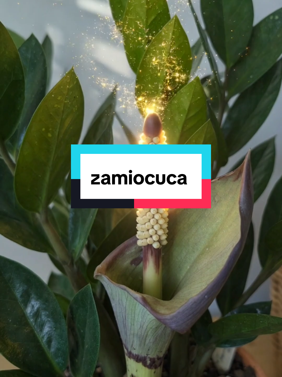 @Dicas e Receitas Naturais