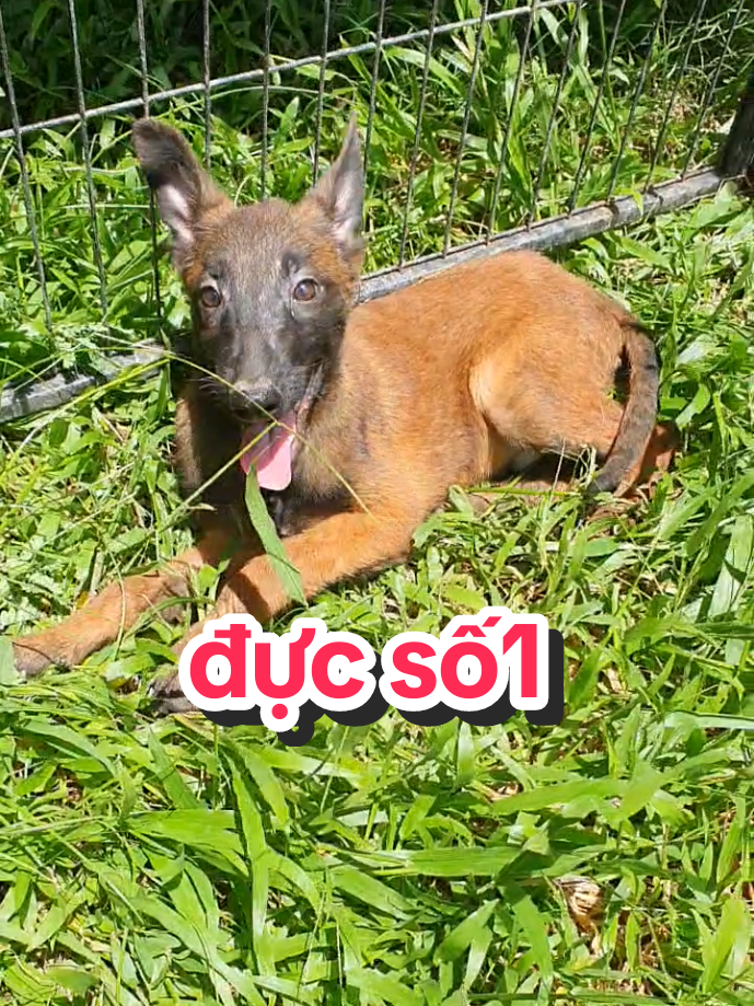 @Trại Ch&oacute; &Uacute;t S&aacute;u
