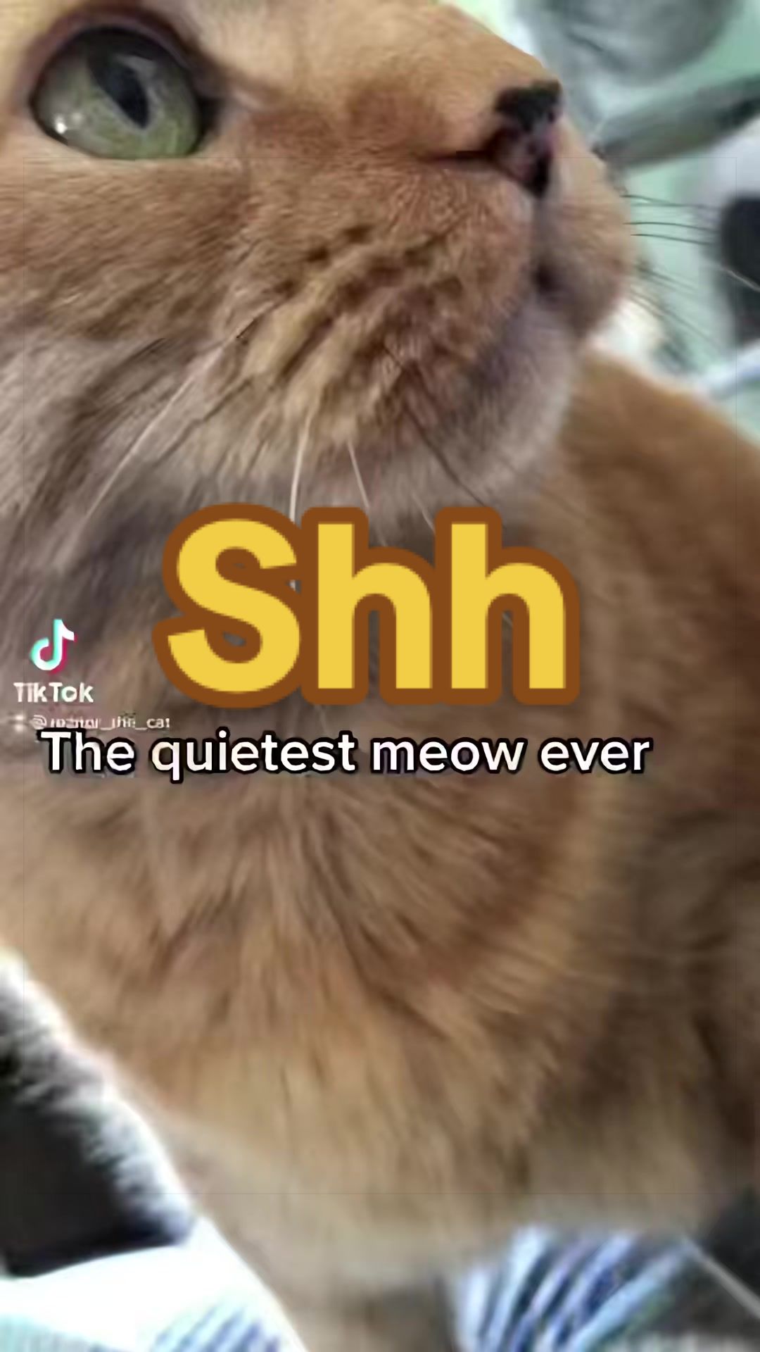 @Reznor_the_cat🪽