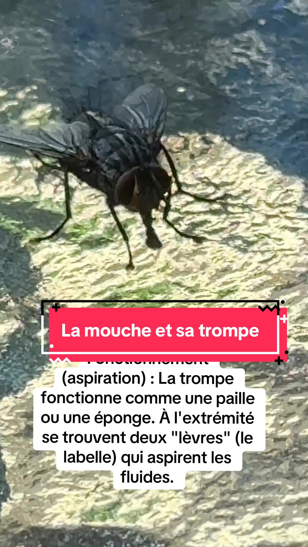 @Marie-&Egrave;ve Lanoie