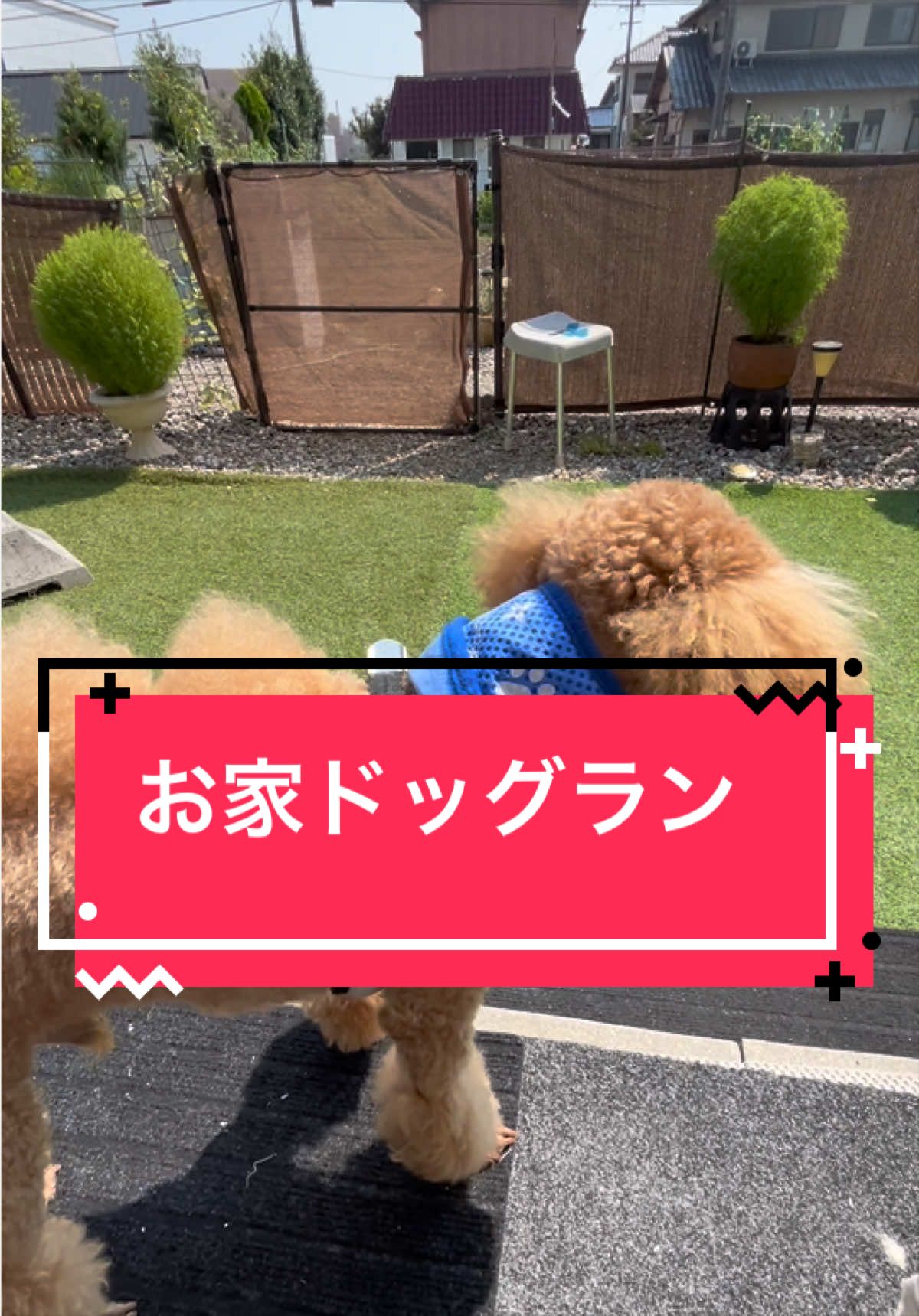 @カンキツ
