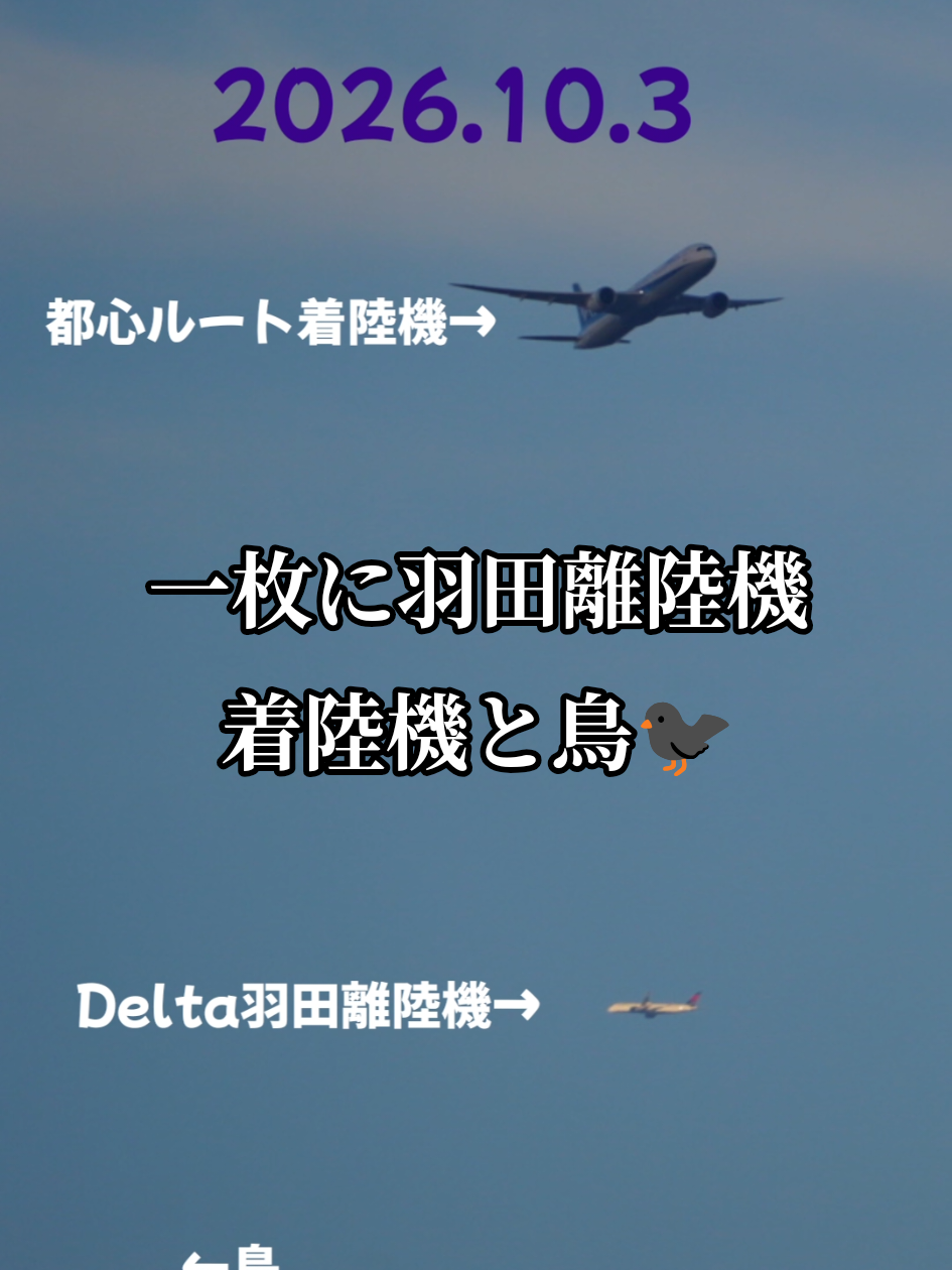 @そらねこ🐱sky cat