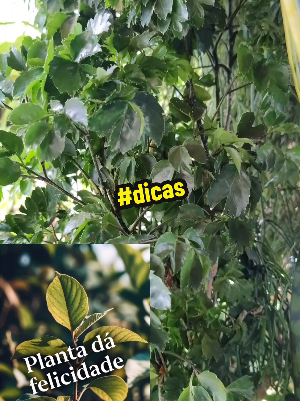 @natureza e saúde