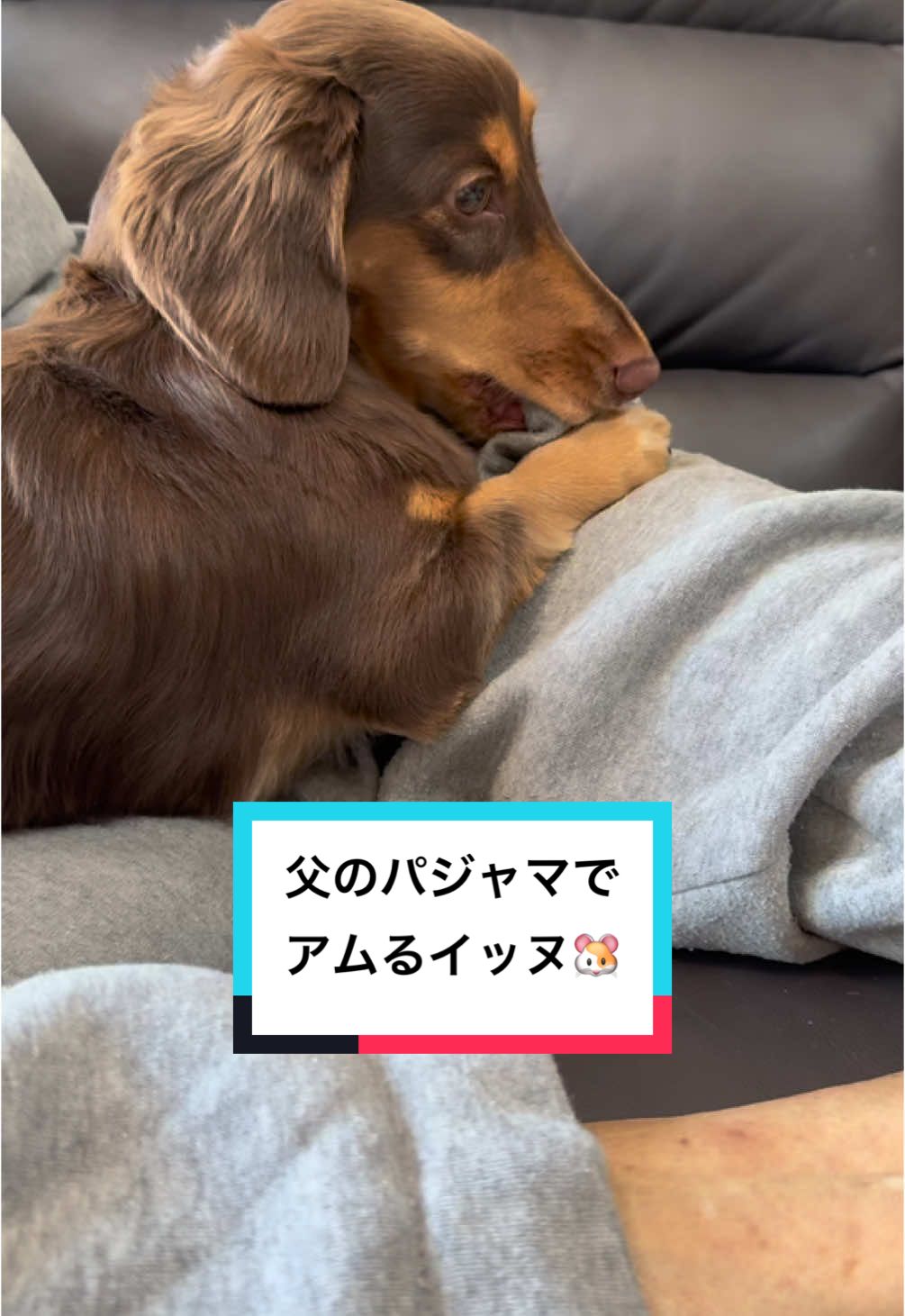 @ミニチュアダックスフンド_まろん