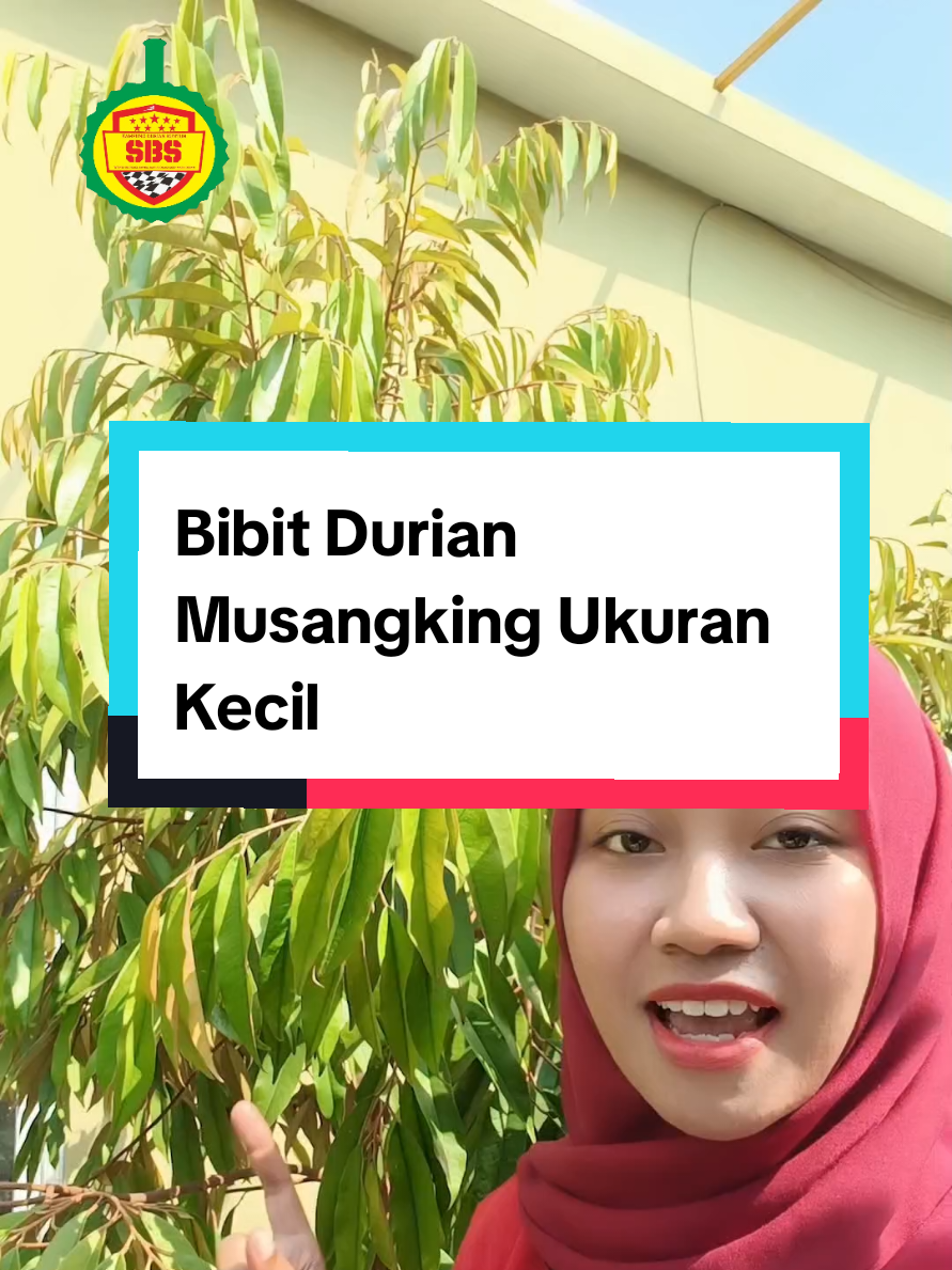 @Produksi Buah_SBS