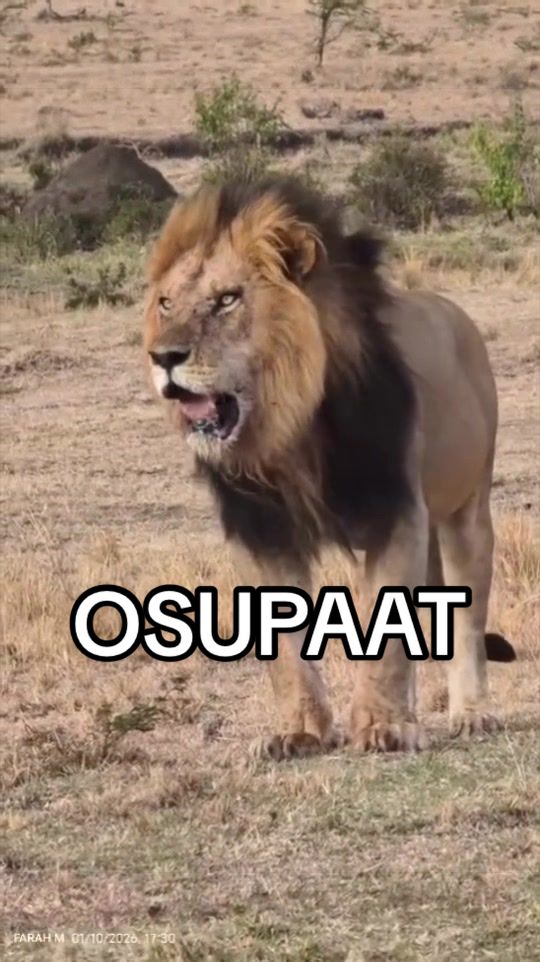 @Nai (aka Lion Expert)