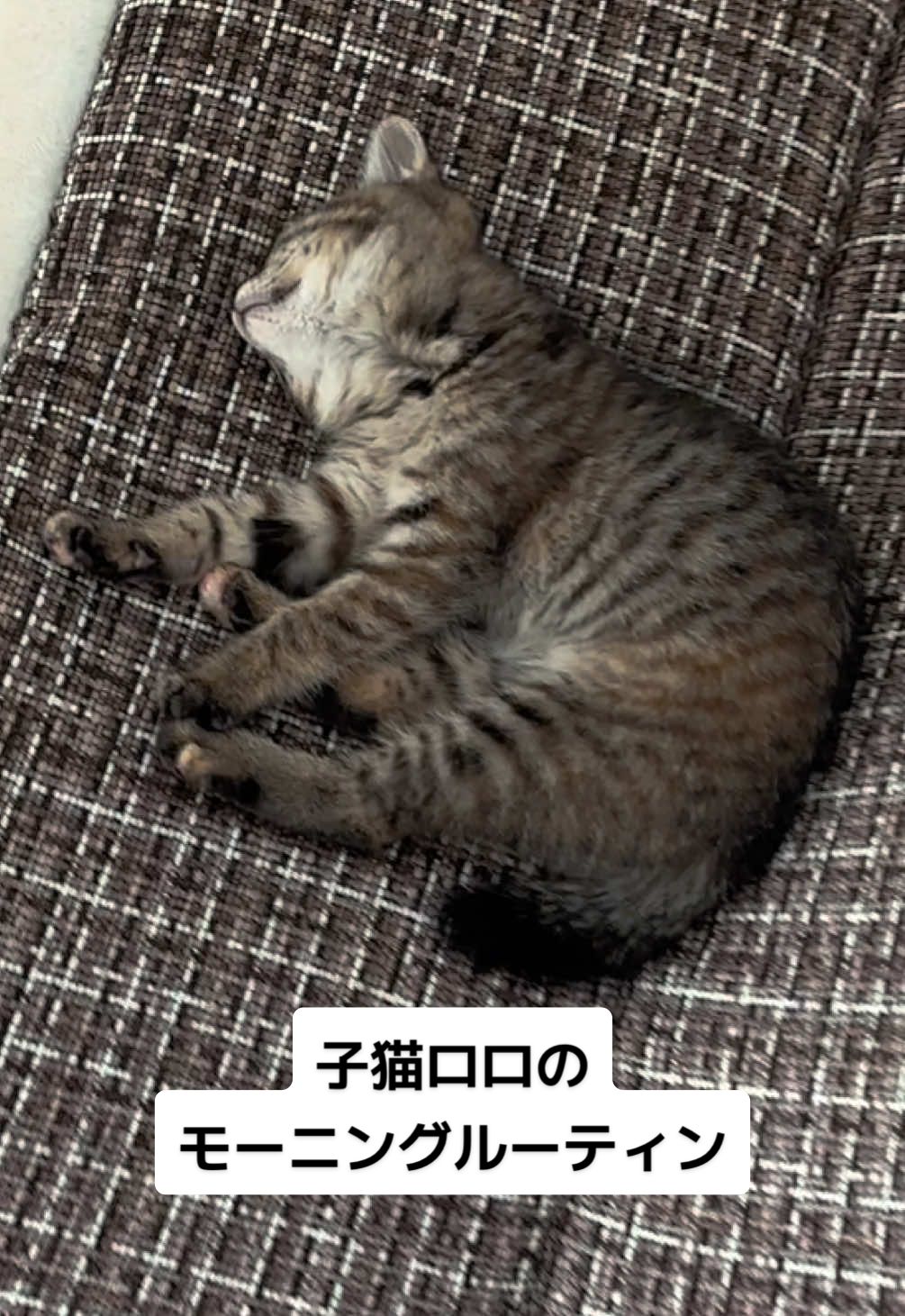 @ルーレオ