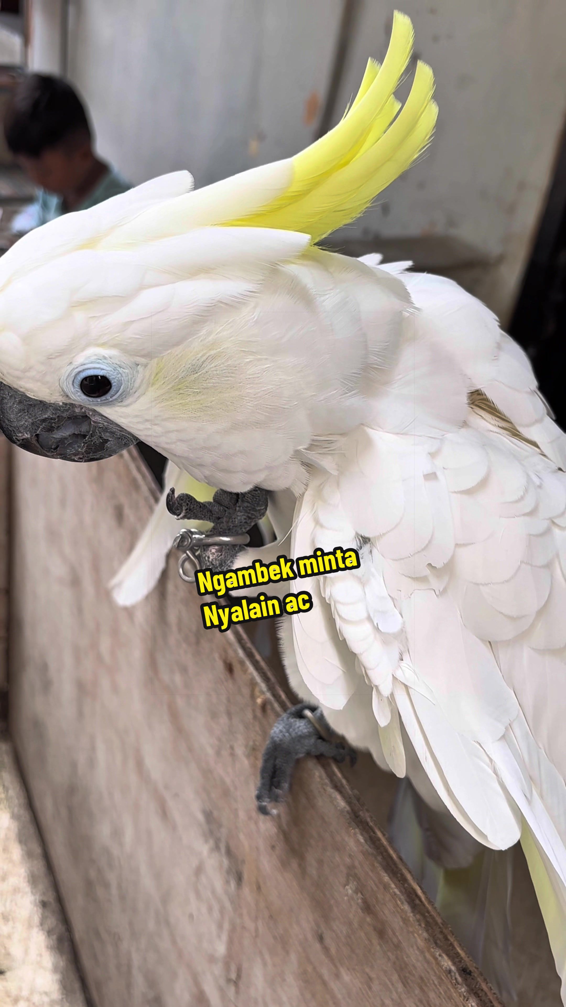 @bio_bege